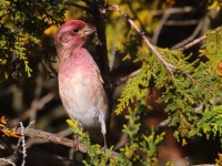 0J6A3345Purple_Finch_PA_Yard