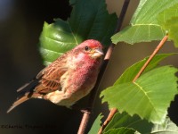 0J6A3352Purple_Finch_PA_Yard