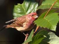 0J6A3383Purple_Finch_PA_Yard