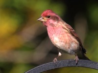 0J6A3388Purple_Finch_PA_Yard