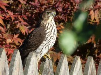 0J6A3424Immature_Cooper_Hawk_PA_Yard