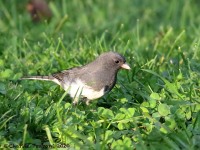 0J6A3447Dark-eyed_Junco_PA_Yard