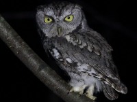 0J6A3512Eastern_Screech_Owl_Jardel_Yard