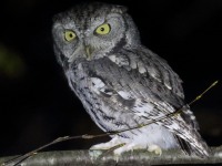 0J6A3520Eastern_Screech_Owl_Jardel_Yard