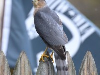 0J6A3541Adult_Cooper_Hawk_PA_Yard