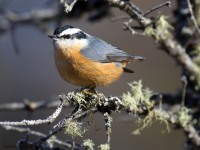 0J6A3647Red-breasted_Nuthatch