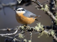 0J6A3647Red-breasted_Nuthatch
