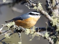 0J6A3652Red-breasted_Nuthatch