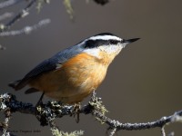 0J6A3655Red-breasted_Nuthatch