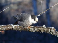 0J6A3662Canada_Jay