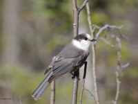 0J6A3668Canada_Jay