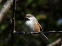 0J6A3693Boreal_Chickadee