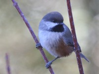 0J6A3711Boreal_Chickadee