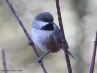 0J6A3713Boreal_Chickadee