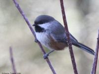 0J6A3715Boreal_Chickadee