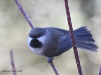 0J6A3716Boreal_Chickadee