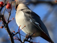 0J6A3732Bohemain_Waxwing