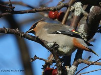 0J6A3766Bohemian_Waxwing