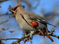 0J6A3776Bohemian_Waxwing