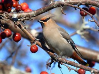 0J6A3798Bohemian_Waxwing