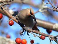 0J6A3799Bohemian_Waxwing