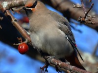 0J6A3804Bohemian_Waxwing