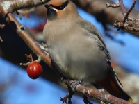 0J6A3808Bohemian_Waxwing