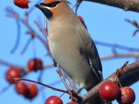 0J6A3815Bohemian_Waxwing