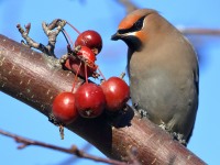 0J6A3826Bohemain_Waxwing