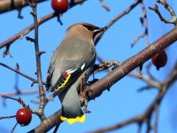 0J6A3842Bohemian_Waxwing