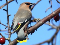 0J6A3844Bohemian_Waxwing