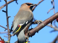 0J6A3845Bohemian_Waxwing