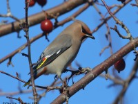 0J6A3849Bohemian_Waxwing