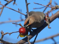 0J6A3858Bohemian_Waxwing