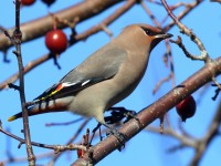 0J6A3863Bohemian_Waxwing