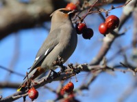 0J6A3905Bohemian_Waxwing