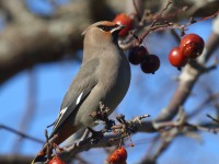 0J6A3914Bohemian_Waxwing