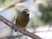 0J6A3921Evening_Grosbeak_Vermont