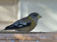 0J6A3925Female_Evening_Grosbeak