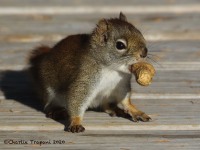 0J6A3963Red_Squirrel