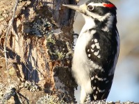 0J6A3987Hairy_Woodpecker