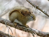 0J6A4019Red_Squirrel