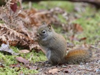 0J6A4022Red_Squirrel