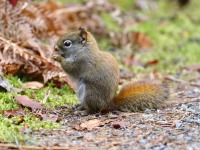 0J6A4025Red_Squirrel