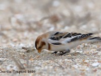 819A0001Snow_Bunting_Sandy_Hook_NJ