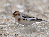 819A0014Snow_Bunting_Sandy_Hook_NJ