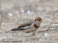 819A0027Snow_Bunting_Sandy_Hook_NJ