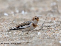 819A0029Snow_Bunting_Sandy_Hook_NJ