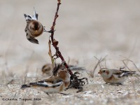 819A0033Snow_Buntings_Sandy_Hook_NJ