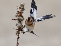 819A0040Snow_Bunting_Sandy_Hook_NJ